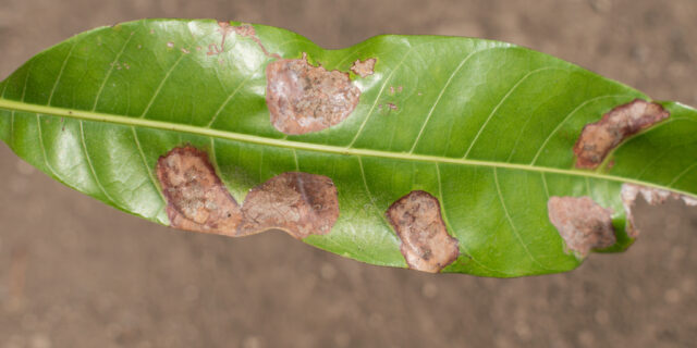 Symptoms,Of,Nutrition,Deficiency,And,Bacterial,Attack,On,Mango,(mangifera